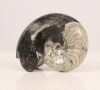 Polished Ammonite