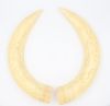 Pair of ivory tusks