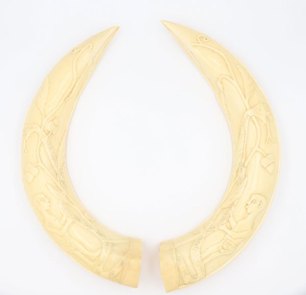 Pair of ivory tusks