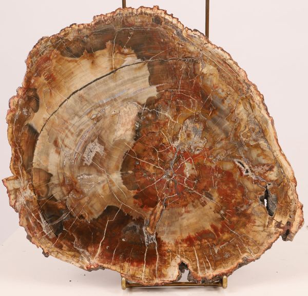 Arizona wood slice petrified 