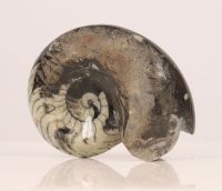 Ammonite poli